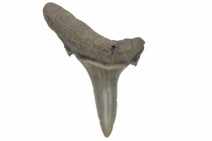 Bargain, Fossil Sand Tiger Shark Tooth - Georgia #211682